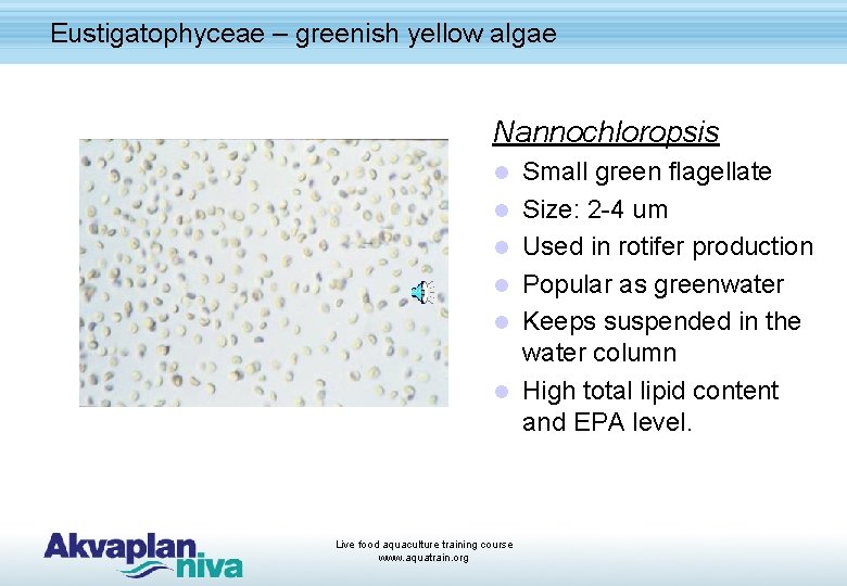 Eustigatophyceae – greenish yellow algae Nannochloropsis l l l Live food aquaculture training course