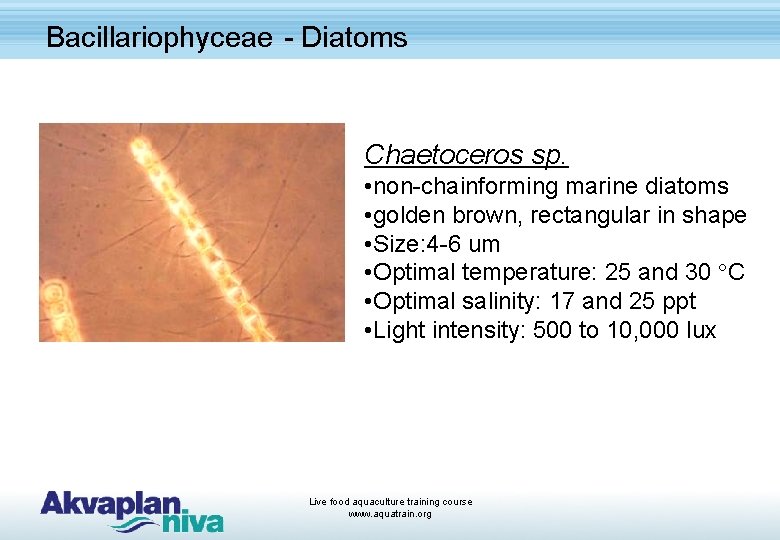 Bacillariophyceae - Diatoms Chaetoceros sp. • non-chainforming marine diatoms • golden brown, rectangular in