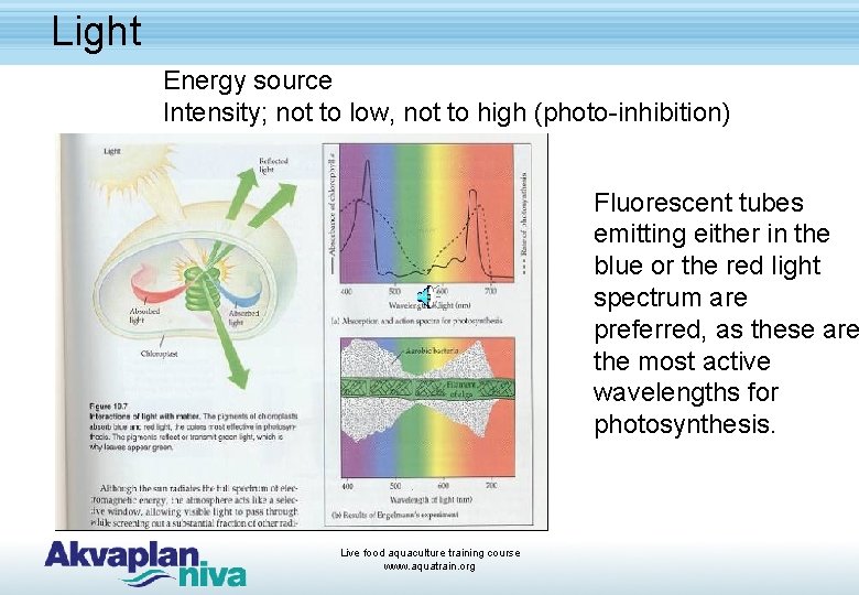 Light Energy source Intensity; not to low, not to high (photo-inhibition) Fluorescent tubes emitting