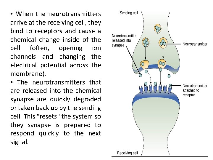  • When the neurotransmitters arrive at the receiving cell, they bind to receptors