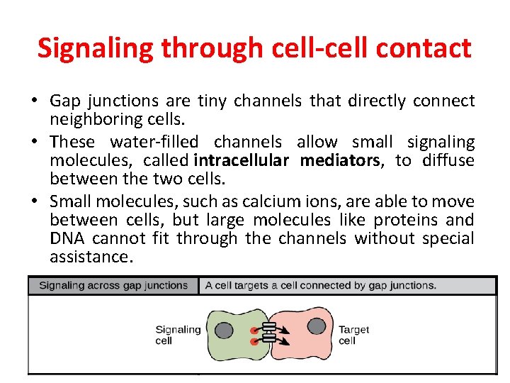 Signaling through cell-cell contact • Gap junctions are tiny channels that directly connect neighboring