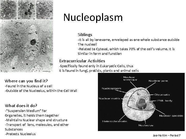 Nucleoplasm Siblings -It is all by lonesome, enveloped as one whole substance outside The