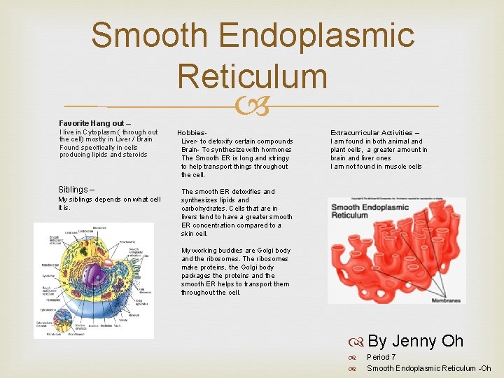 Smooth Endoplasmic Reticulum Favorite Hang out – I live in Cytoplasm ( through out