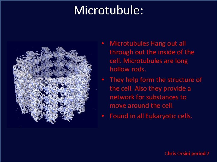 Microtubule: • Microtubules Hang out all through out the inside of the cell. Microtubules