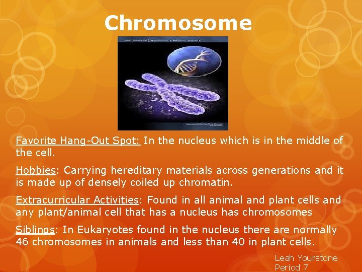 Chromosome Favorite Hang-Out Spot: In the nucleus which is in the middle of the