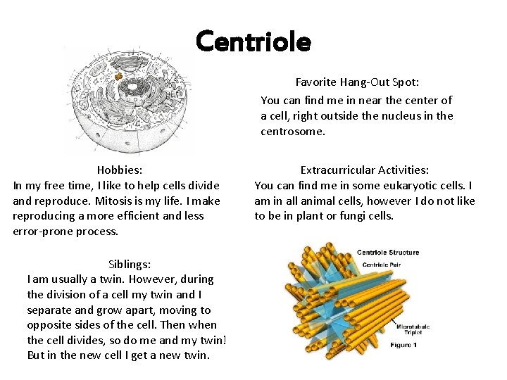Centriole Favorite Hang-Out Spot: You can find me in near the center of a