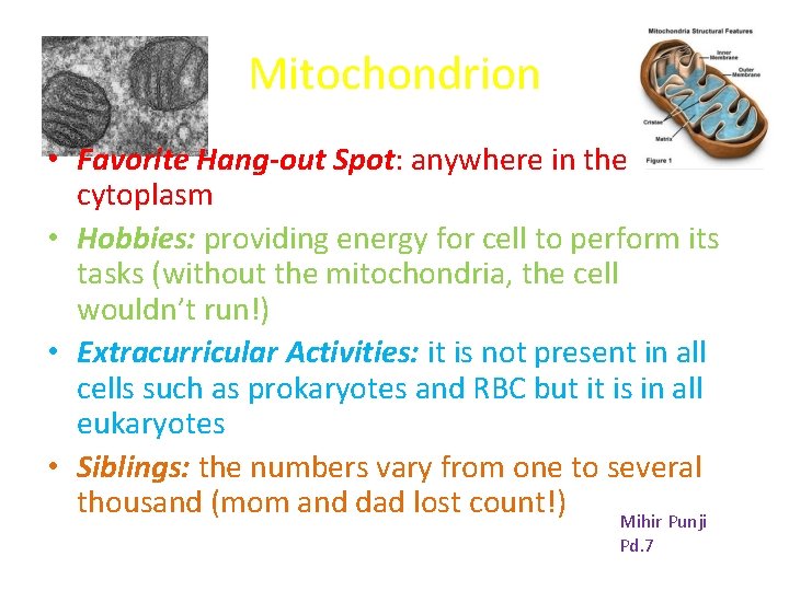 Mitochondrion • Favorite Hang-out Spot: anywhere in the cytoplasm • Hobbies: providing energy for