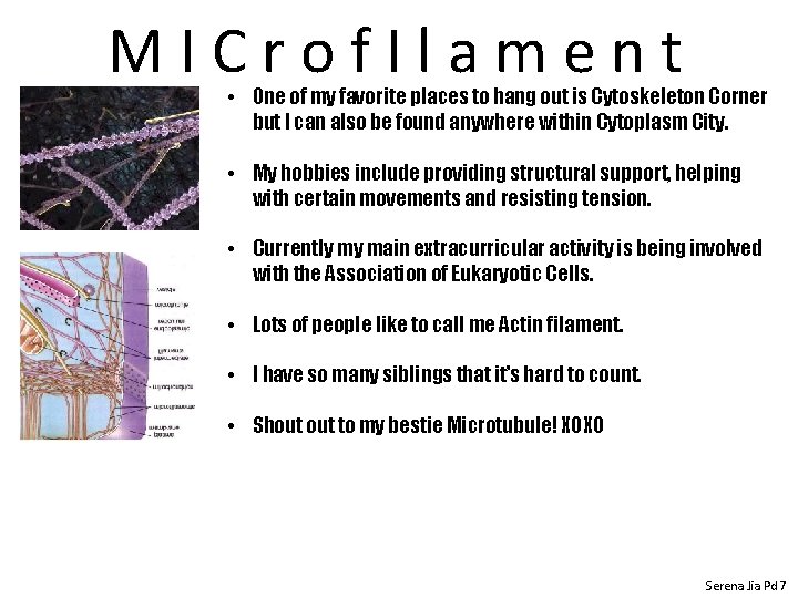 MICrof. Ilament • One of my favorite places to hang out is Cytoskeleton Corner