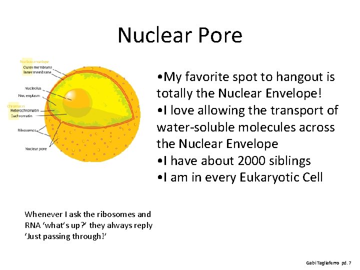 Nuclear Pore • My favorite spot to hangout is totally the Nuclear Envelope! •