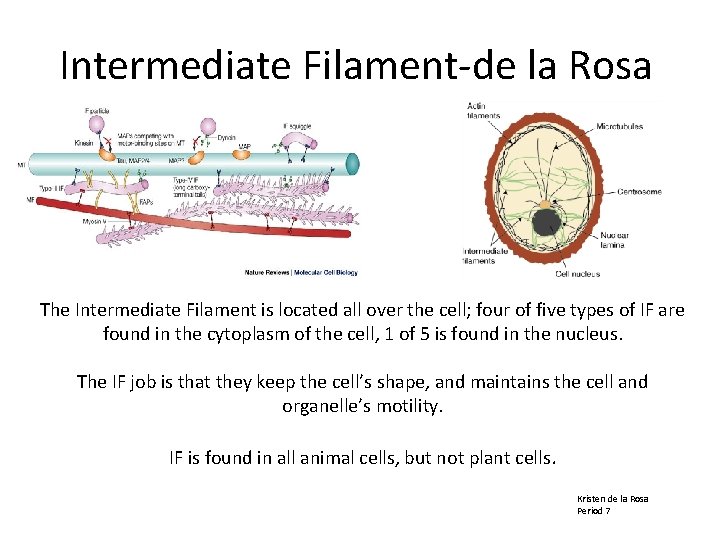 Intermediate Filament-de la Rosa The Intermediate Filament is located all over the cell; four