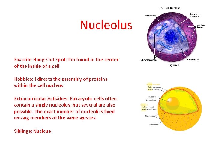 Nucleolus Favorite Hang-Out Spot: I'm found in the center of the inside of a