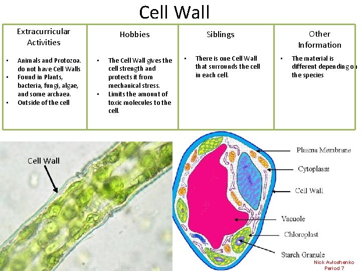 Cell Wall Extracurricular Activities • • • Animals and Protozoa. do not have Cell