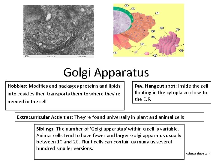 Golgi Apparatus Hobbies: Modifies and packages proteins and lipids into vesicles then transports them