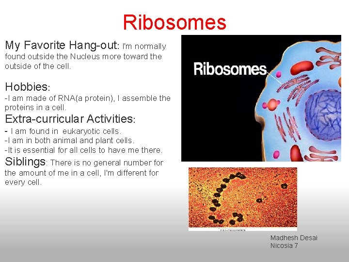 Ribosomes My Favorite Hang-out: I'm normally found outside the Nucleus more toward the outside