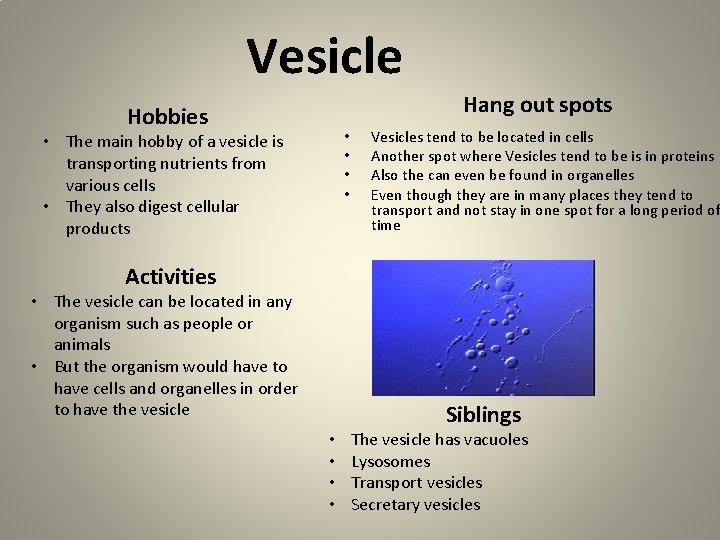 Vesicle Hang out spots Hobbies • • • The main hobby of a vesicle