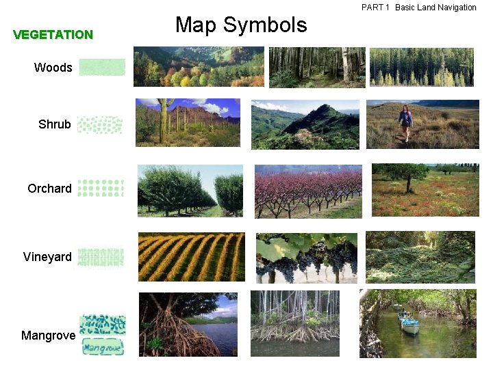 VEGETATION Woods Shrub Orchard Vineyard Mangrove Map Symbols PART 1 Basic Land Navigation 
