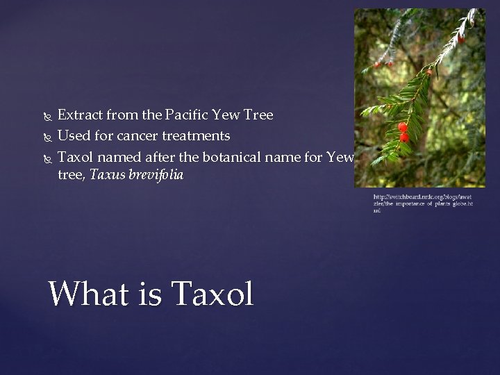  Extract from the Pacific Yew Tree Used for cancer treatments Taxol named after