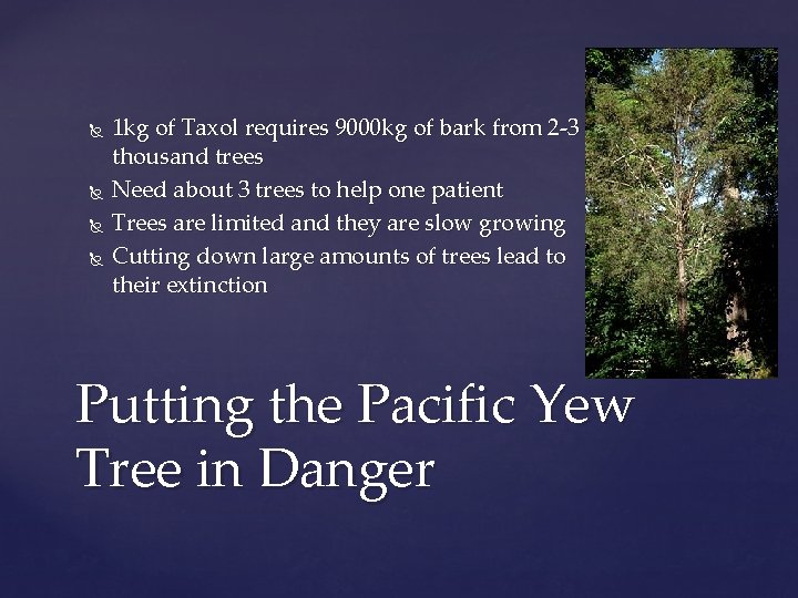  1 kg of Taxol requires 9000 kg of bark from 2 -3 thousand