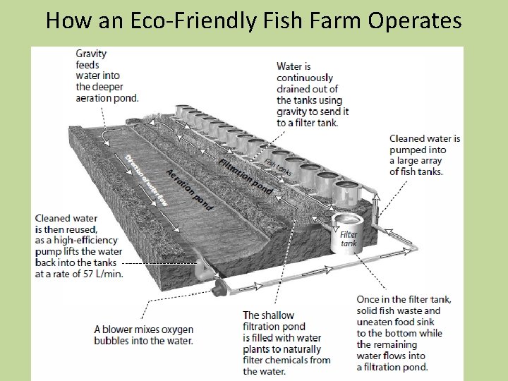 How an Eco-Friendly Fish Farm Operates 