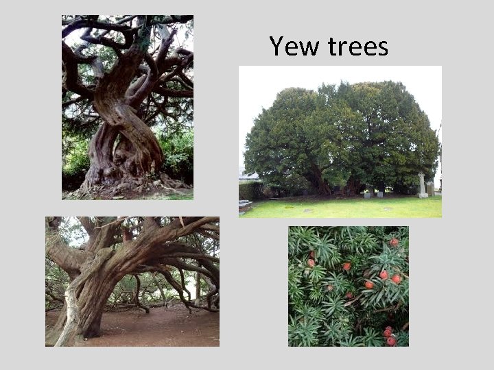 Yew trees 