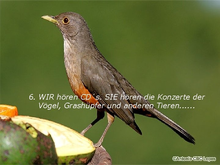 6. WIR hören CD´s. SIE hören die Konzerte der Vögel, Grashüpfer und anderen Tieren.