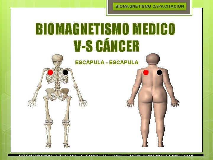 BIOMAGNETISMO CAPACITACIÓN BIOMAGNETISMO MEDICO V-S CÁNCER ESCAPULA - ESCAPULA 