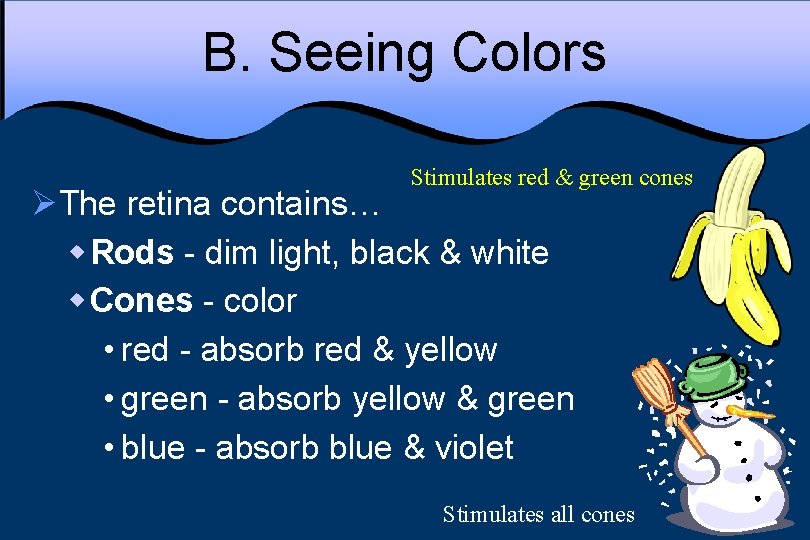 B. Seeing Colors Stimulates red & green cones ØThe retina contains… w Rods -