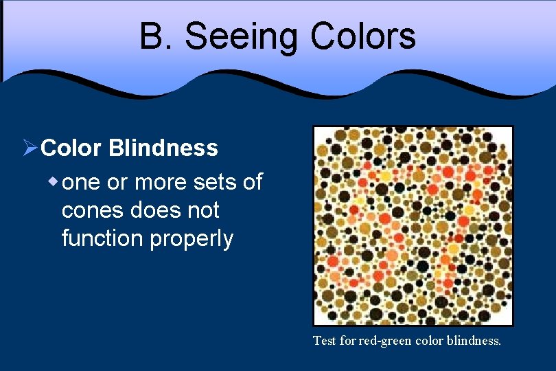 B. Seeing Colors ØColor Blindness w one or more sets of cones does not