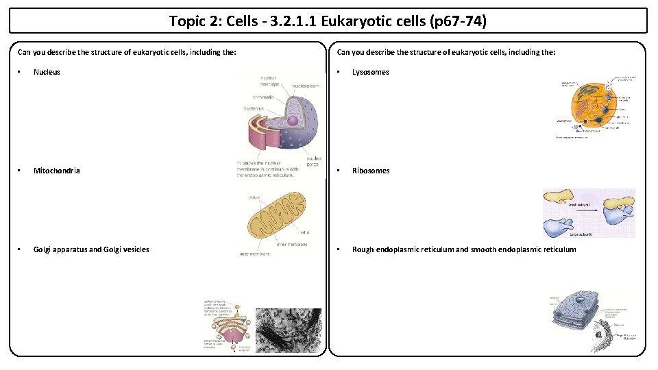 Topic 2: Cells - 3. 2. 1. 1 Eukaryotic cells (p 67 -74) Can