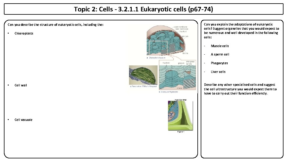 Topic 2: Cells - 3. 2. 1. 1 Eukaryotic cells (p 67 -74) Can