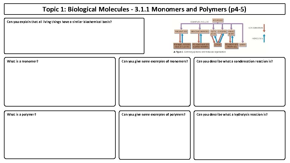 Topic 1: Biological Molecules - 3. 1. 1 Monomers and Polymers (p 4 -5)