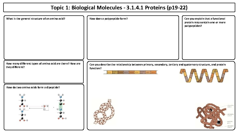 Topic 1: Biological Molecules - 3. 1. 4. 1 Proteins (p 19 -22) Can