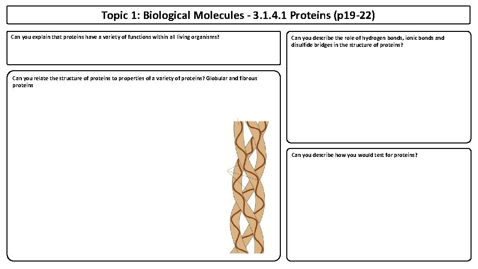 Topic 1: Biological Molecules - 3. 1. 4. 1 Proteins (p 19 -22) Can