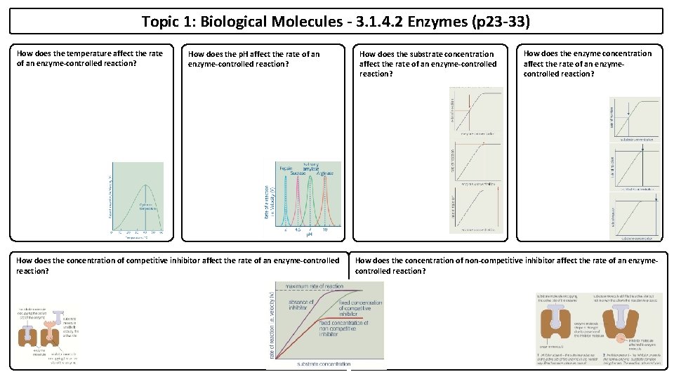 Topic 1: Biological Molecules - 3. 1. 4. 2 Enzymes (p 23 -33) How