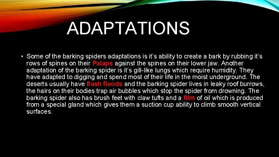 ADAPTATIONS • Some of the barking spiders adaptations is it’s ability to create a