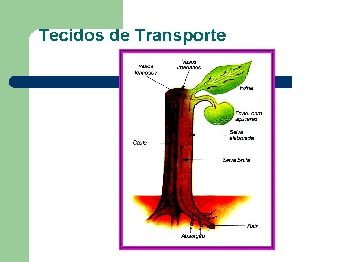Tecidos de Transporte 