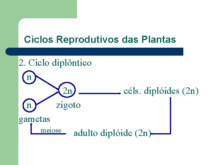 Ciclos Reprodutivos das Plantas 2. Ciclo diplôntico n 2 n céls. diplóides (2 n)