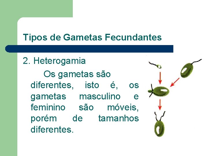 Tipos de Gametas Fecundantes 2. Heterogamia Os gametas são diferentes, isto é, os gametas