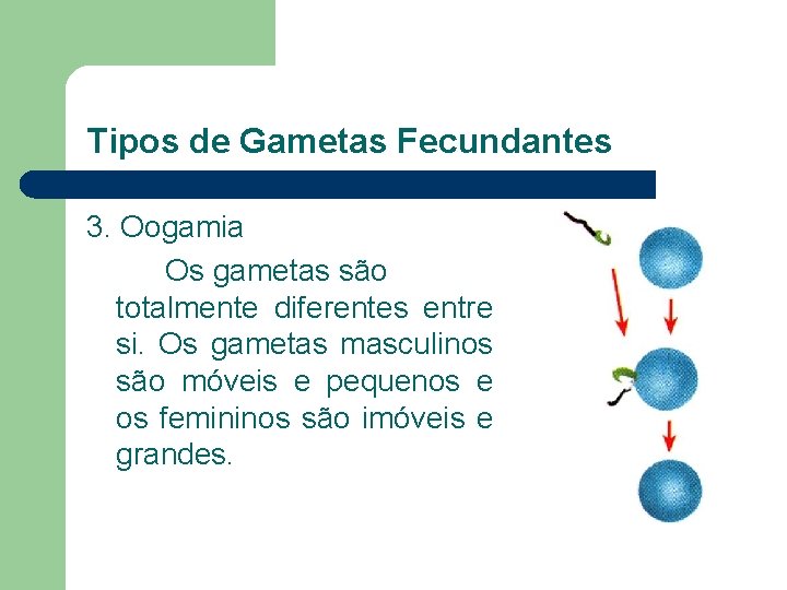 Tipos de Gametas Fecundantes 3. Oogamia Os gametas são totalmente diferentes entre si. Os