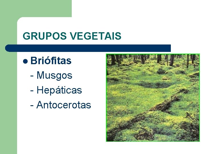 GRUPOS VEGETAIS l Briófitas - Musgos - Hepáticas - Antocerotas 