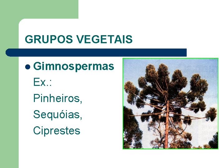 GRUPOS VEGETAIS l Gimnospermas Ex. : Pinheiros, Sequóias, Ciprestes 