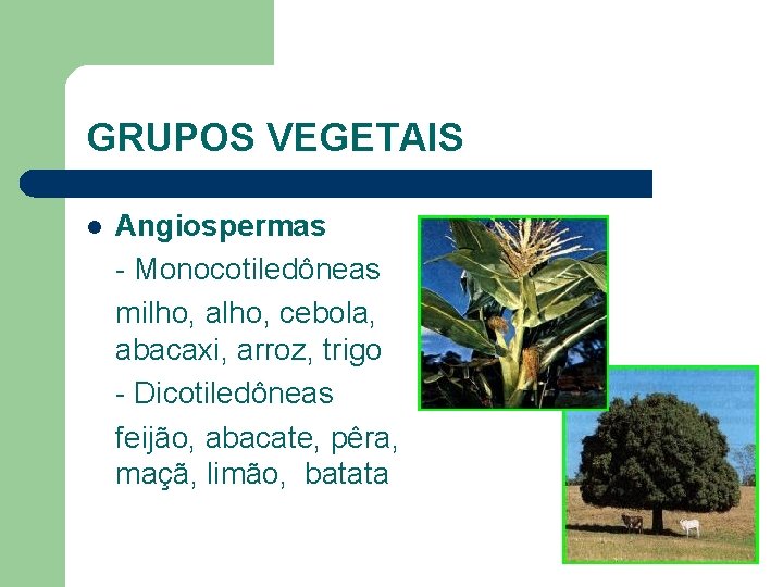 GRUPOS VEGETAIS l Angiospermas - Monocotiledôneas milho, alho, cebola, abacaxi, arroz, trigo - Dicotiledôneas