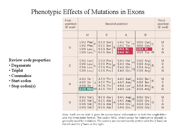 Phenotypic Effects of Mutations in Exons Review code properties: • Degenerate • Triplet •