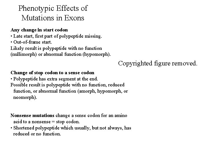 Phenotypic Effects of Mutations in Exons Any change in start codon • Late start,