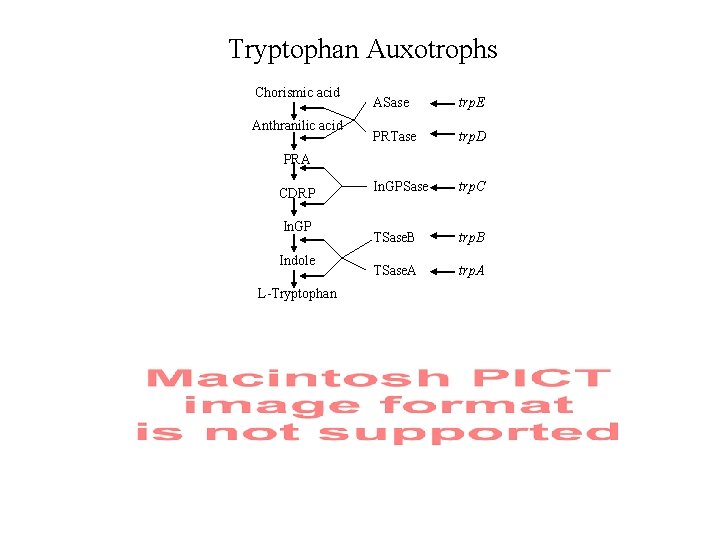 Tryptophan Auxotrophs Chorismic acid Anthranilic acid ASase trp. E PRTase trp. D In. GPSase