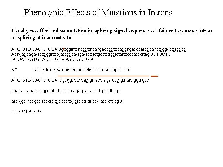 Phenotypic Effects of Mutations in Introns Usually no effect unless mutation in splicing signal