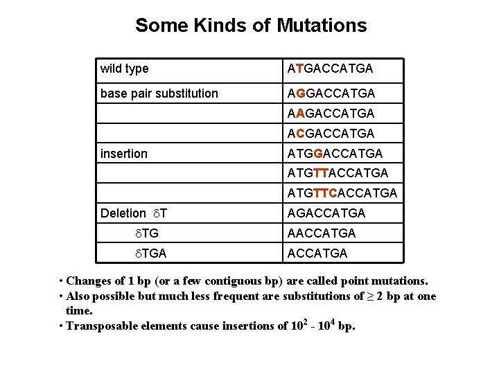 Some Kinds of Mutations wild type ATGACCATGA base pair substitution AGGACCATGA AAGACCATGA ACGACCATGA insertion