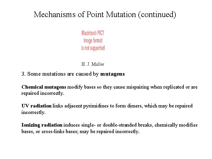 Mechanisms of Point Mutation (continued) H. J. Muller 3. Some mutations are caused by