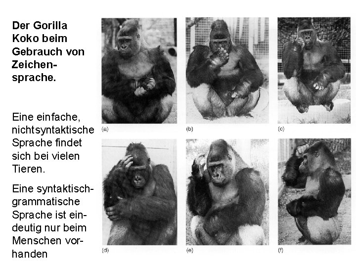Der Gorilla Koko beim Gebrauch von Zeichensprache. Eine einfache, nichtsyntaktische Sprache findet sich bei