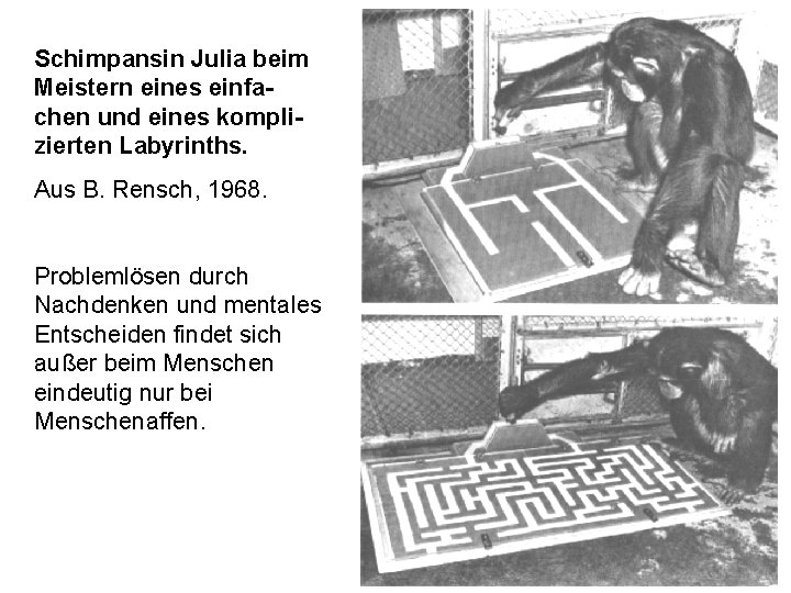 Schimpansin Julia beim Meistern eines einfachen und eines komplizierten Labyrinths. Aus B. Rensch, 1968.